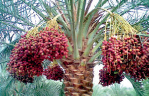 قیمت جهانی خرما به ۱۰ دلار رسید