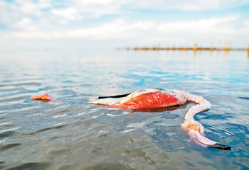 میانکاله در کام مرگ